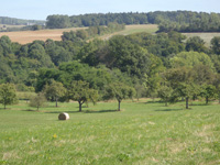 Druidenpfad