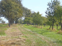 Druidenpfad