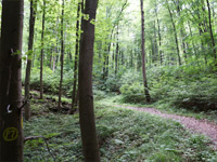 Söder Wald P7