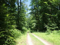 Söder Wald P7