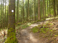 Forsthofrunde