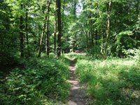 Frohn-Wald-Weg