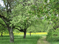 Mössinger Streuobstwegle