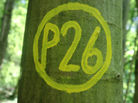 Markierung Holstein P26