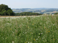 Potzberg Wanderweg