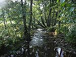muehlenpfad