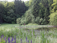 Hoher Meißner P1