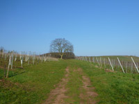 Wald, Wein & Horizonte