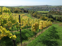 Wald, Wein & Horizonte