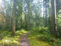 Waldpfad Groppertal