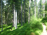 Waldpfad Groppertal