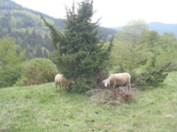 Wiesenrunde